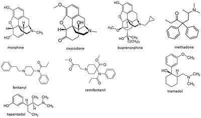 Do All Opioid Drugs Share the Same Immunomodulatory Properties? A Review From Animal and Human Studies